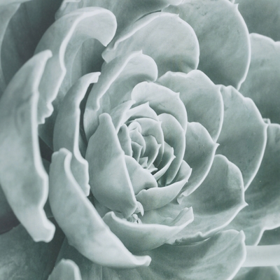 Obraz Succulents I 40x50cm 40x50cm