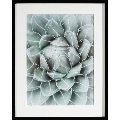 Obraz Succulents II 40x50xcm 40x50cm