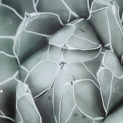 Obraz Succulents II 40x50xcm 40x50cm