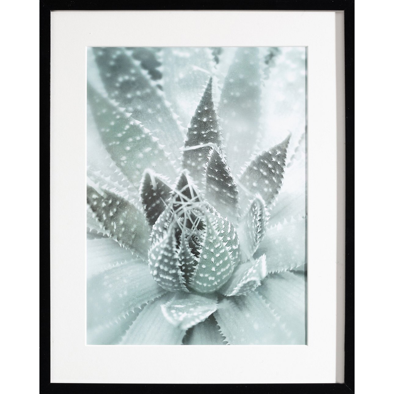 Wandbild Succulents III 40x50xcm, 40x50cm günstig online kaufen