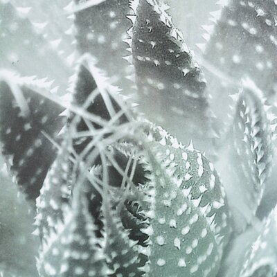 Obraz Succulents III 40x50xcm 40x50cm