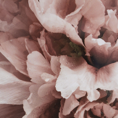 Obraz Peony Sunset I 40x50cm 40x50cm