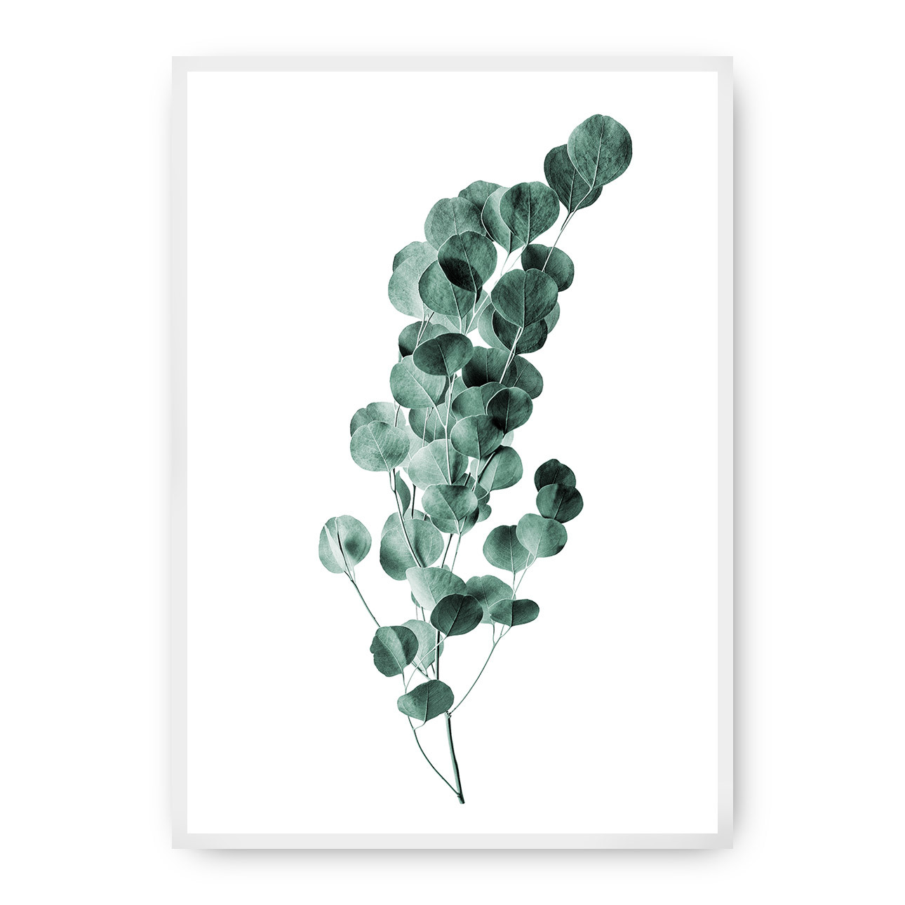 Poster Eucalyptus Emerald Green, 40 x 50 cm, Rahmen wählen: weiss günstig online kaufen