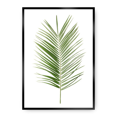 Plakát Palm Leaf Green 50 x 70 cm
