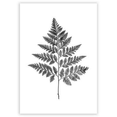 Poster Fern Grey
