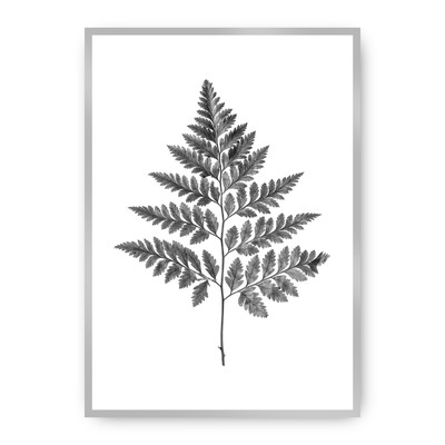 Plakát Fern Grey 30 x 40 cm