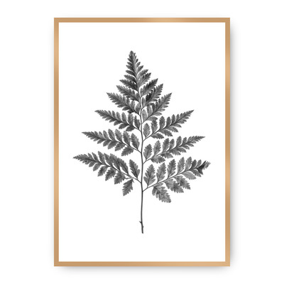 Plakát Fern Grey 40 x 50 cm