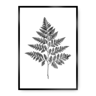 Plakát Fern Grey 40 x 50 cm