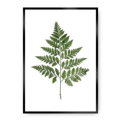 Plakát Fern Green 30 x 40 cm