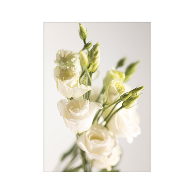 Plakát Elegant Flowers