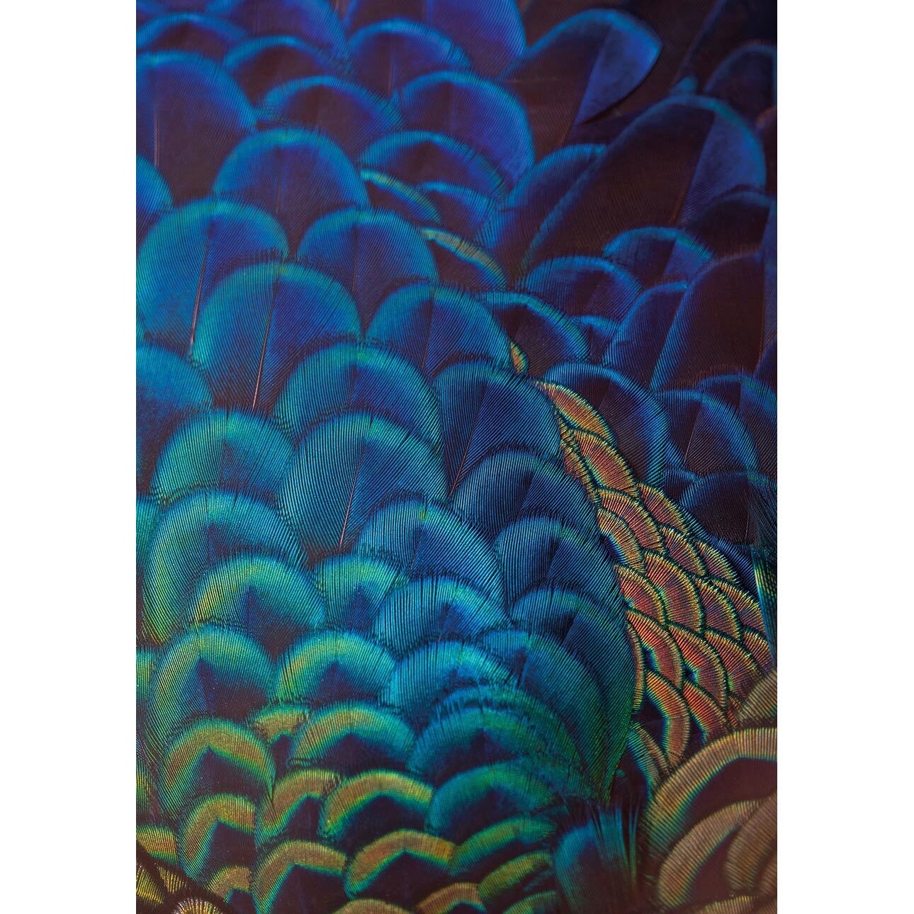 Dekoria Obraz na plátně Multicolor Feathers, 70 x 100 cm