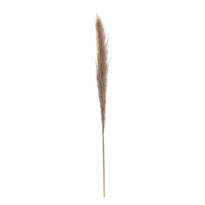 Větvička Pampas Grass 130cm 130 cm