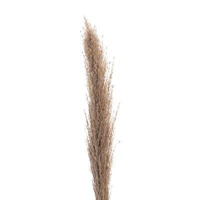 Větvička Pampas Grass 130cm 130 cm