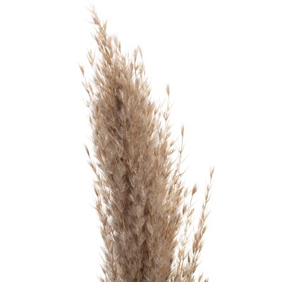 Větvička Pampas Grass 130cm 130 cm