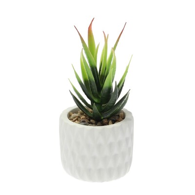 Dekoracja Sansevieria 12cm