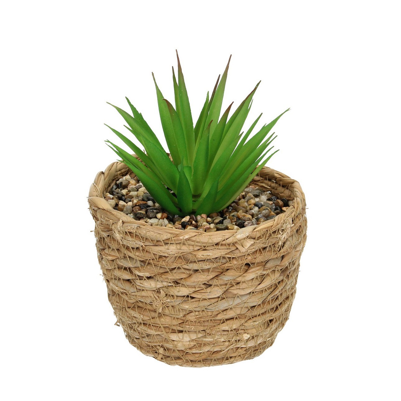 Dekoracja Aloe 20cm