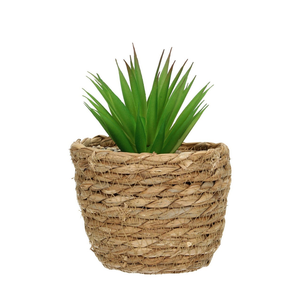 Dekoracja Aloe 20cm