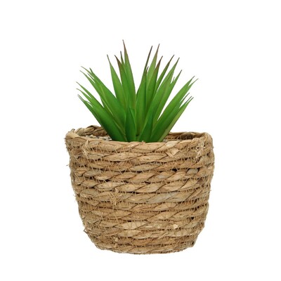 Aloe dekoráció 20cm 12 x 12 x 20 cm