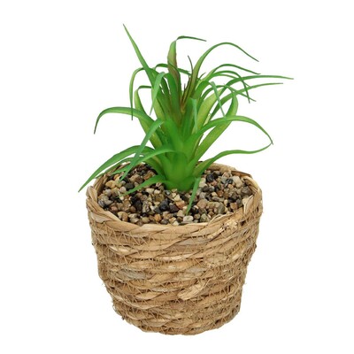 Aloe fa dekoráció 20cm