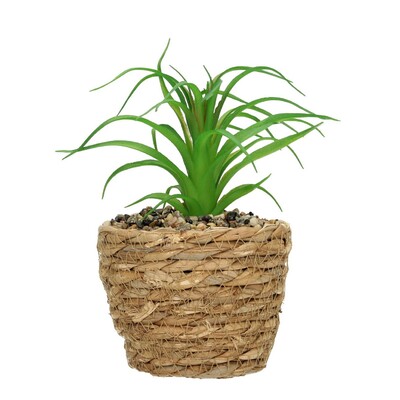 Aloe fa dekoráció 20cm 12 x12 x 20 cm