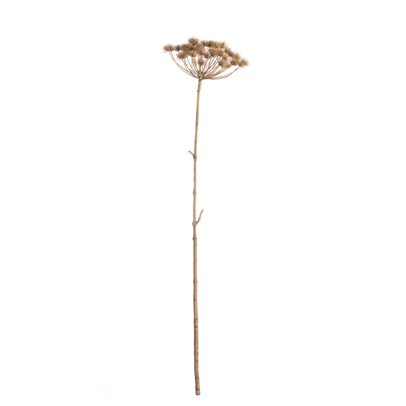 Dekoria Vetvička Heracleum 125cm, 20 x 20 x 125 cm