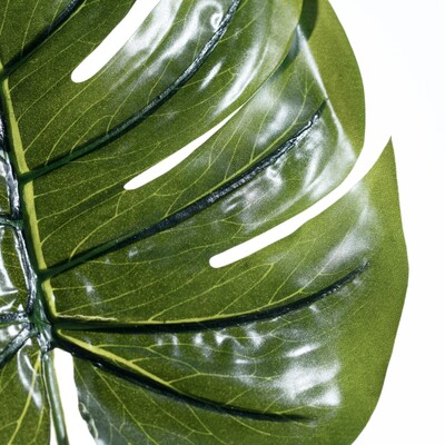 tree philodendron Selloumi Philodendron – Selloumi Planthouse main image 1