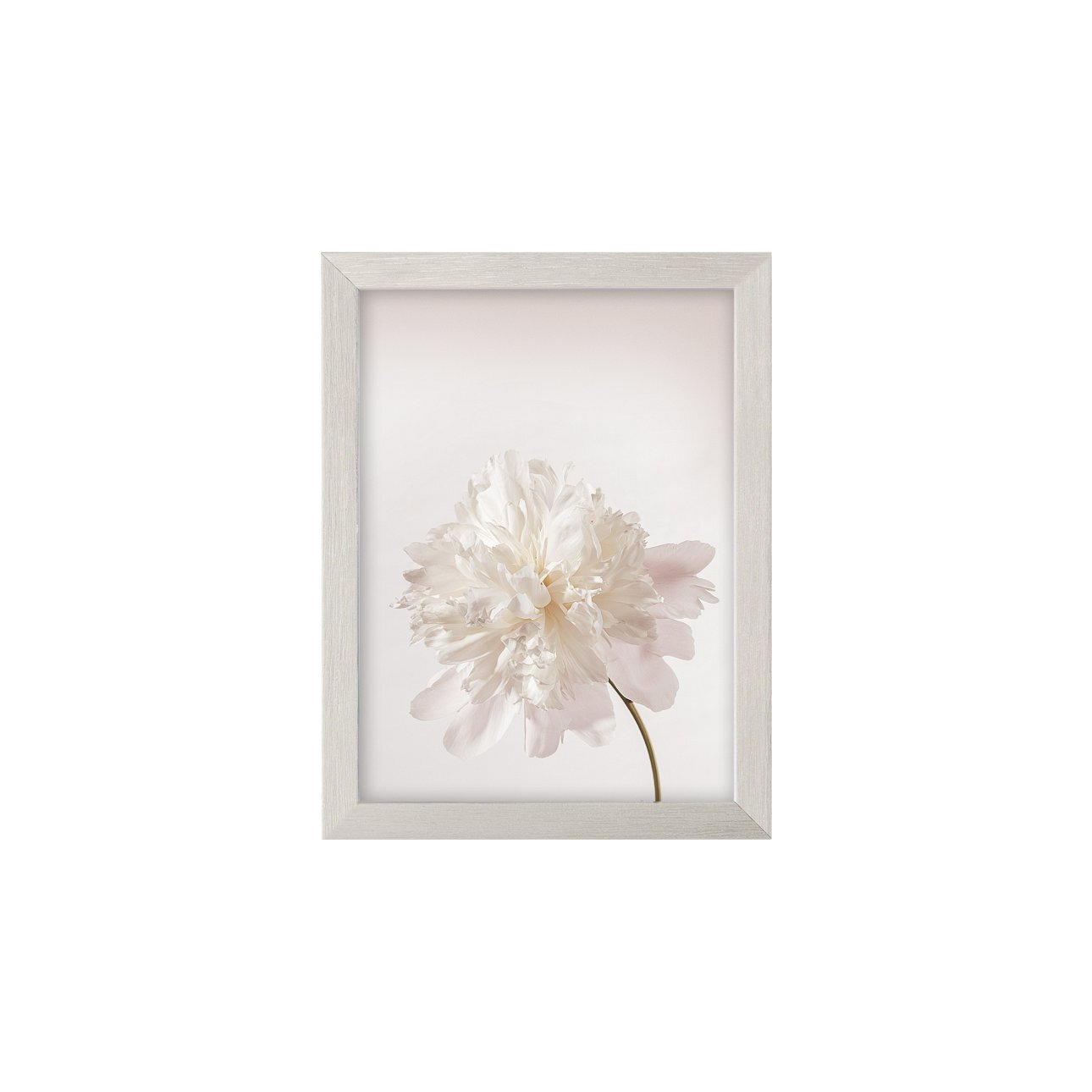 Wandbild Peony III 18x24cm silver, 18 x 24 cm günstig online kaufen