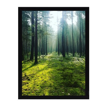 Obraz Green Forest 30x40cm 30 x 40 cm
